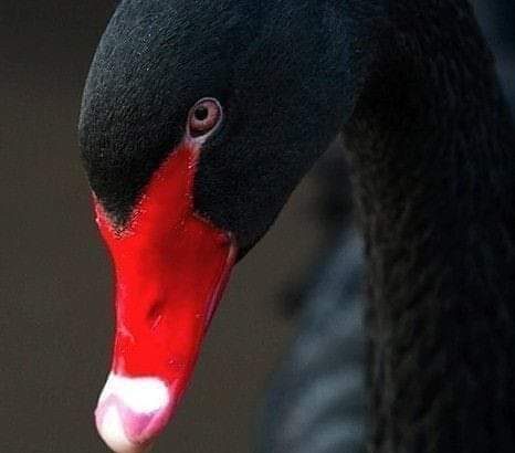 Il Cigno Nero - Metafora Dell’imprevedibile