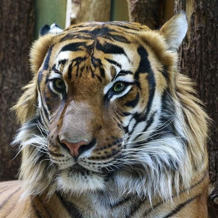 Distruggere e consevare