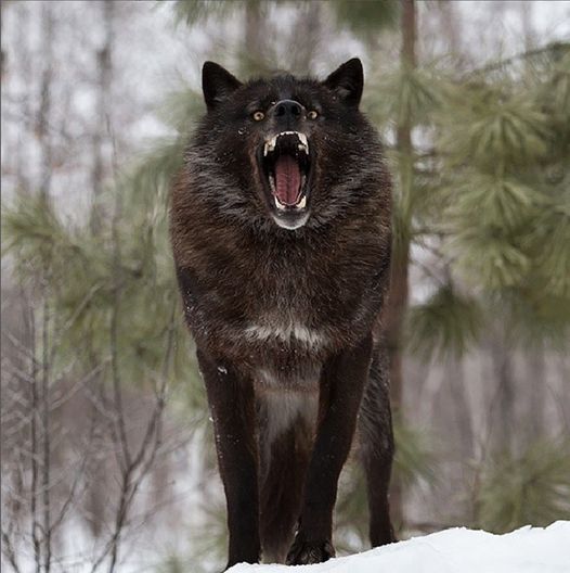 COME QUELLO COSI' (SONO) ANCHE IO