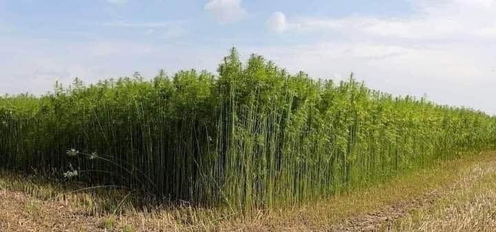 COME E PERCHÉ È VIETATA LA CANAPA?