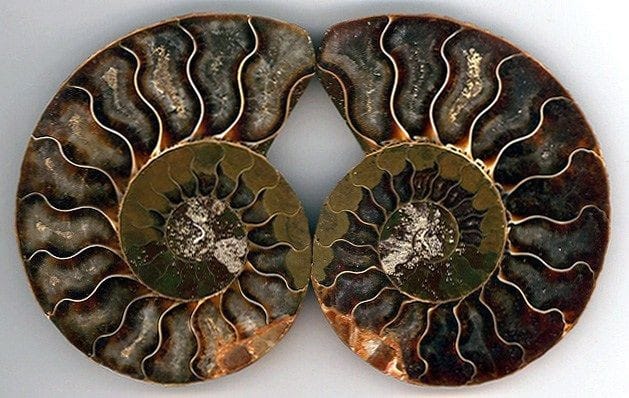 L'AFFINITA' SPIRITUALE DELL'AMORE