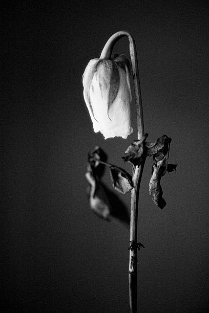 IL SETTARISMO DEVIANTE DI TUTTE LE RELIGIONI