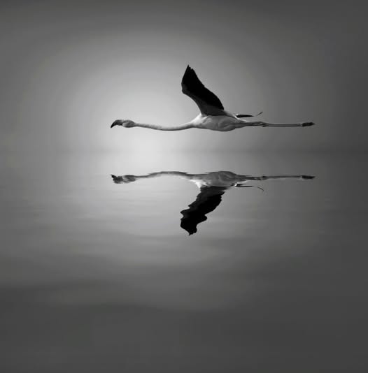 AVATARA: L'INCARNAZIONE DI DIO MANIFESTO