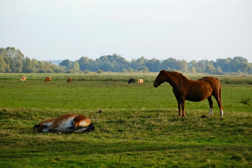 IL CAVALLO  CHE NON BEVE