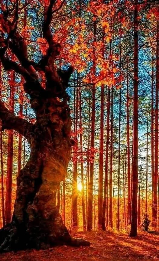 IL FALSO AMBIENTALISMO