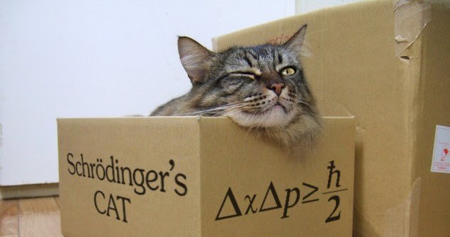 IL GATTO DI SCHRÖDINGER